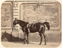 Photographie hippique - Cheval c1860, pr&eacute;sentation devant un d&eacute;cor peint
