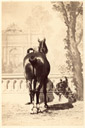 Cheval - arri&egrave;re-main - devant un fond peint c1860