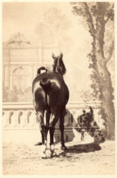 Hippisme - Cheval c1860, pr&eacute;sentation devant un d&eacute;cor peint - arri&egrave;re-main