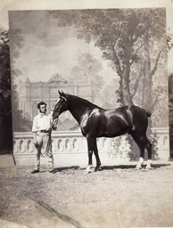 Photographie hippique - Pr&eacute;sentation d'un cheval c1860 devant un d&eacute;cor peint