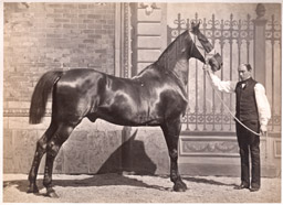 Hippisme - Pr&eacute;sentation d'un cheval c1860