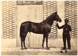 Photographie hippique par Henry Tournier - Pr&eacute;sentation d'un cheval c1860