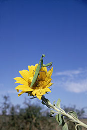 Mante religieuse et tournesol