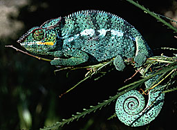 Madagascar Cam&eacute;l&eacute;on