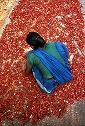 Inde - S&eacute;chage du piment